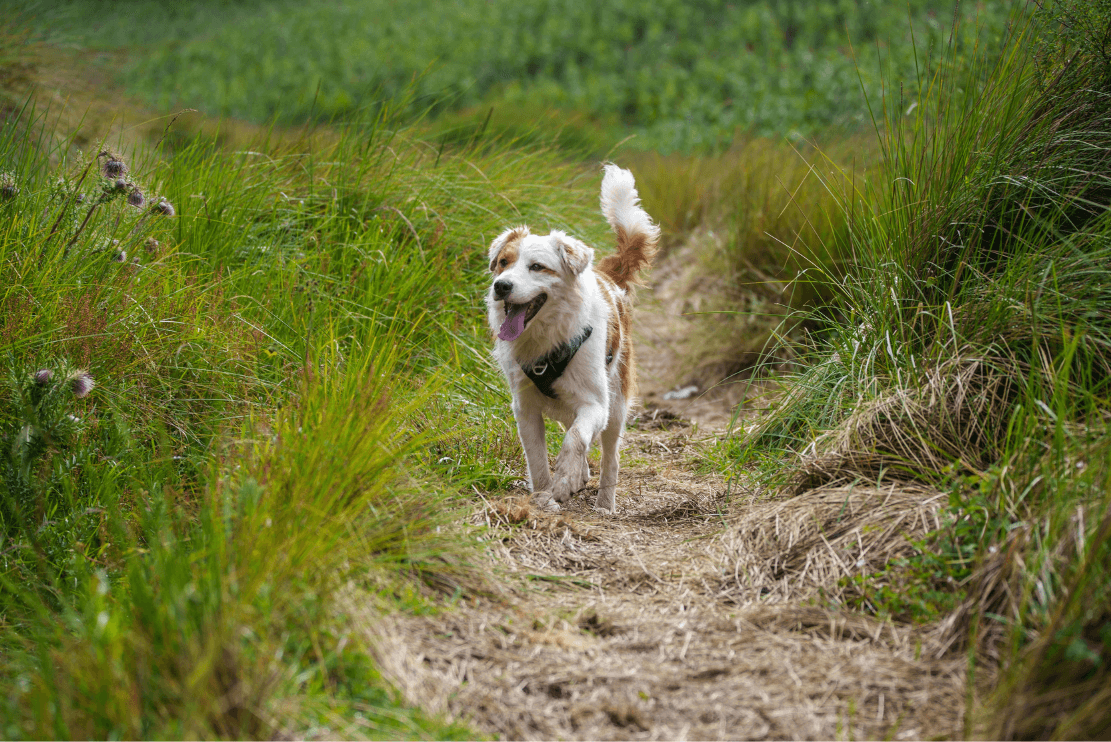 May: National Walking Month