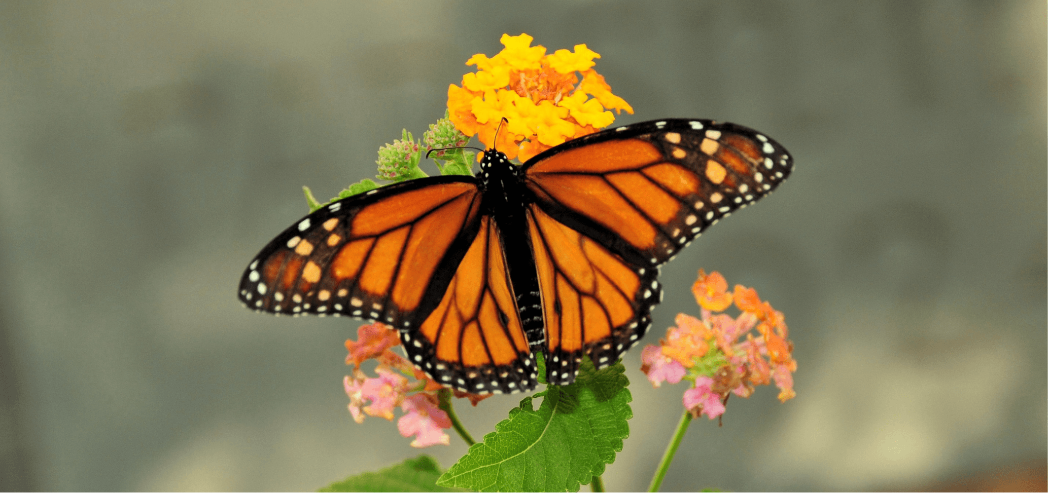 Insect Week – Every Creature Has a Purpose